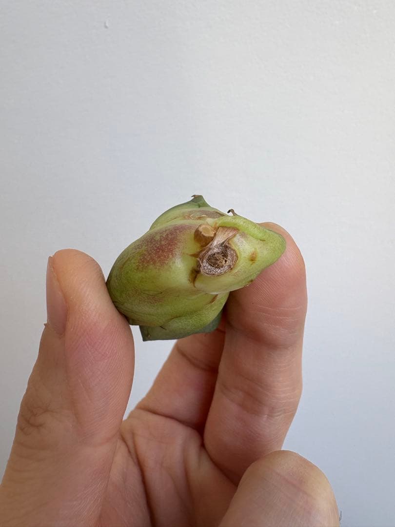 アガベ　チタノタ　清櫻①