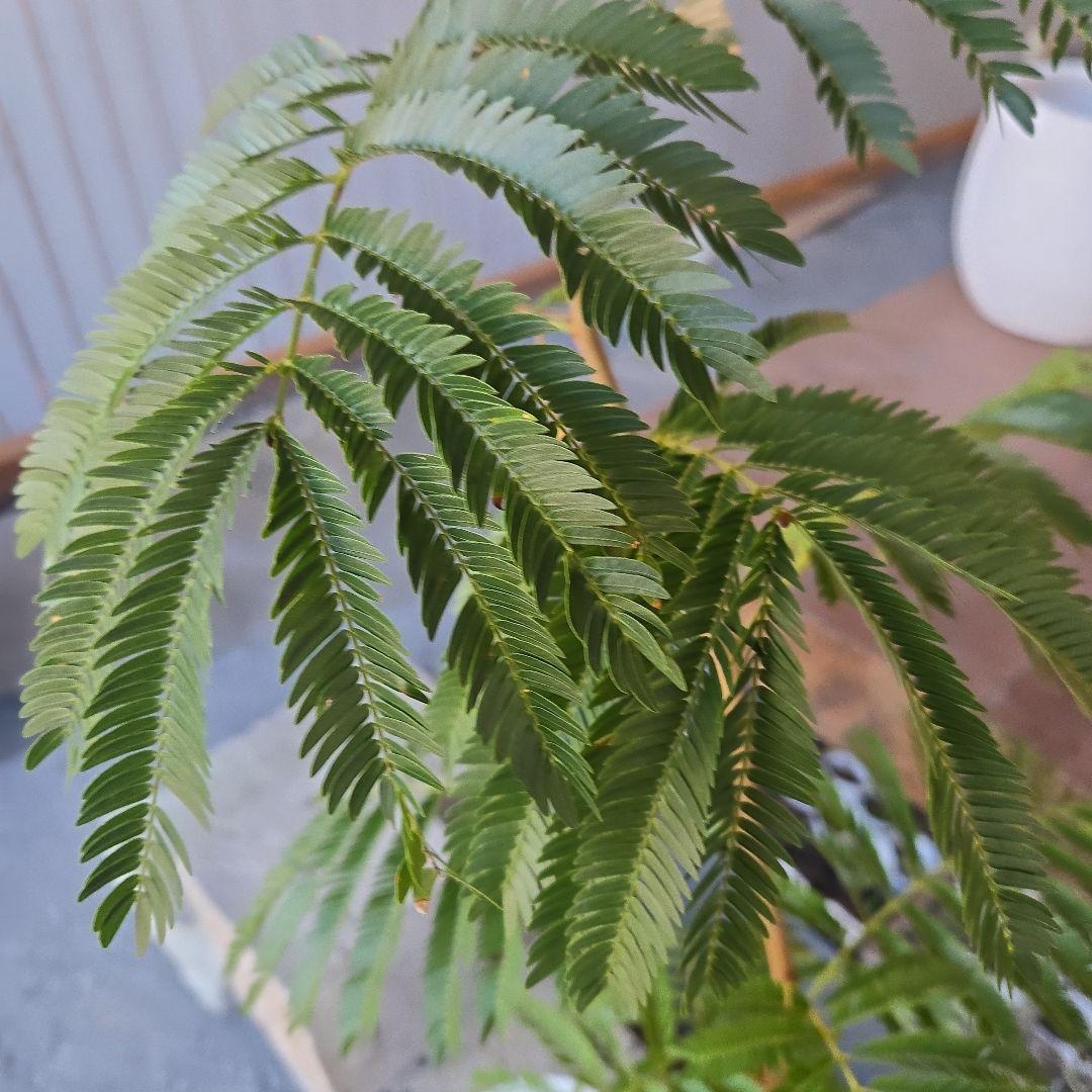 ②　エバーフレッシュ曲がり仕立て　7号特大苗木最高等級極上品‼️