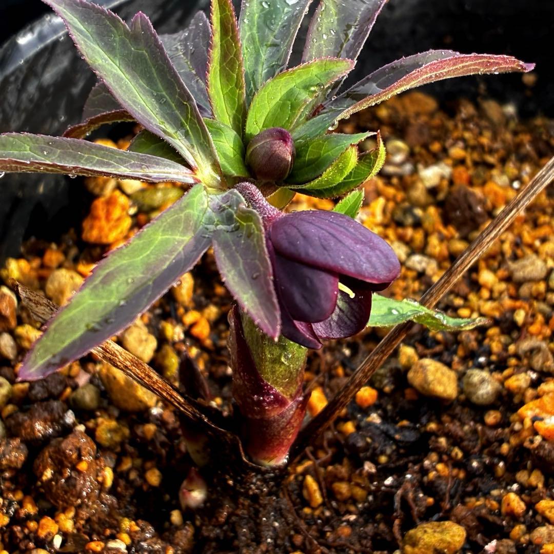 ラ*ク様 3577☘️蕾花付☘️極上☘️⭐️原生地採取⭐️croaticus⭐️