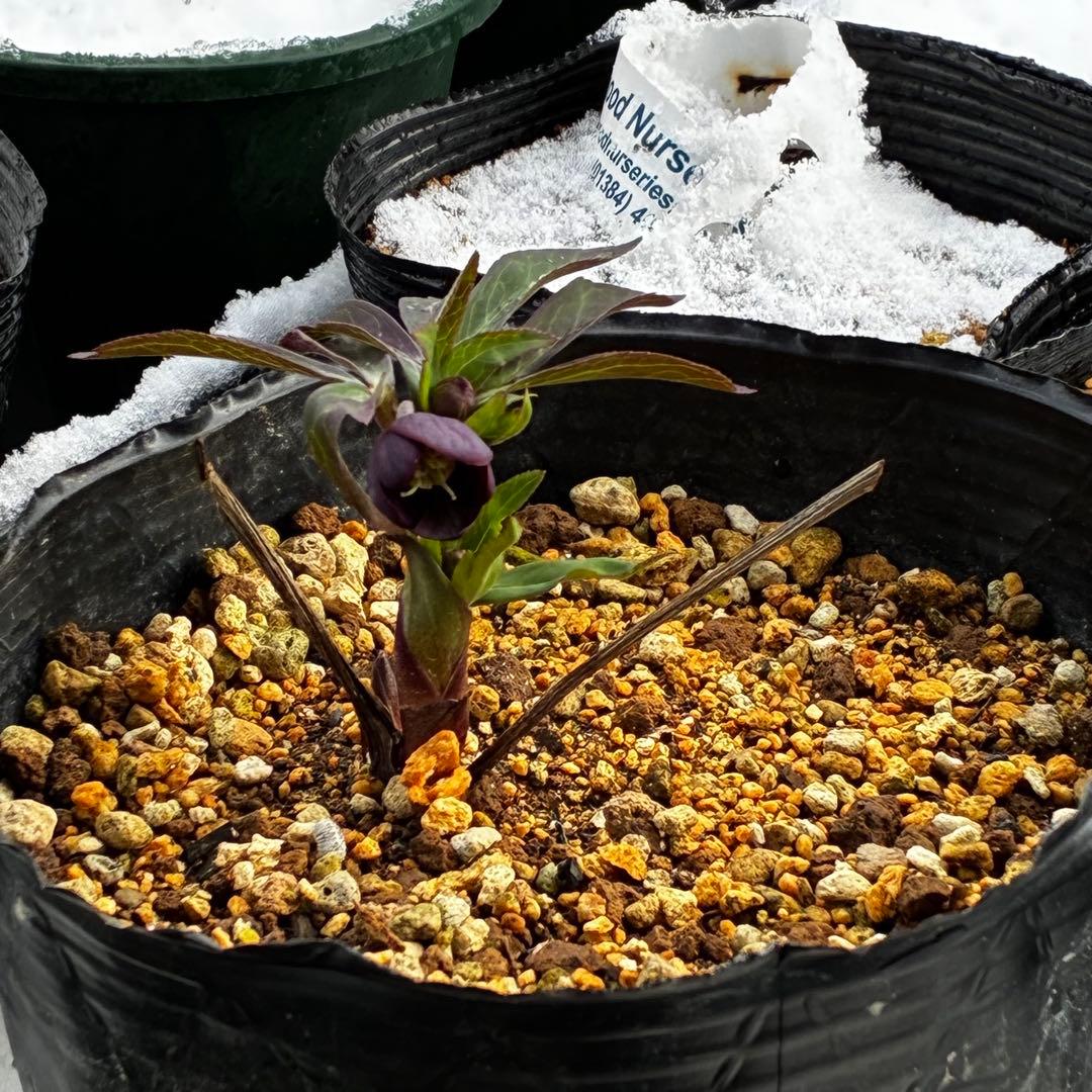 ラ*ク様 3577☘️蕾花付☘️極上☘️⭐️原生地採取⭐️croaticus⭐️