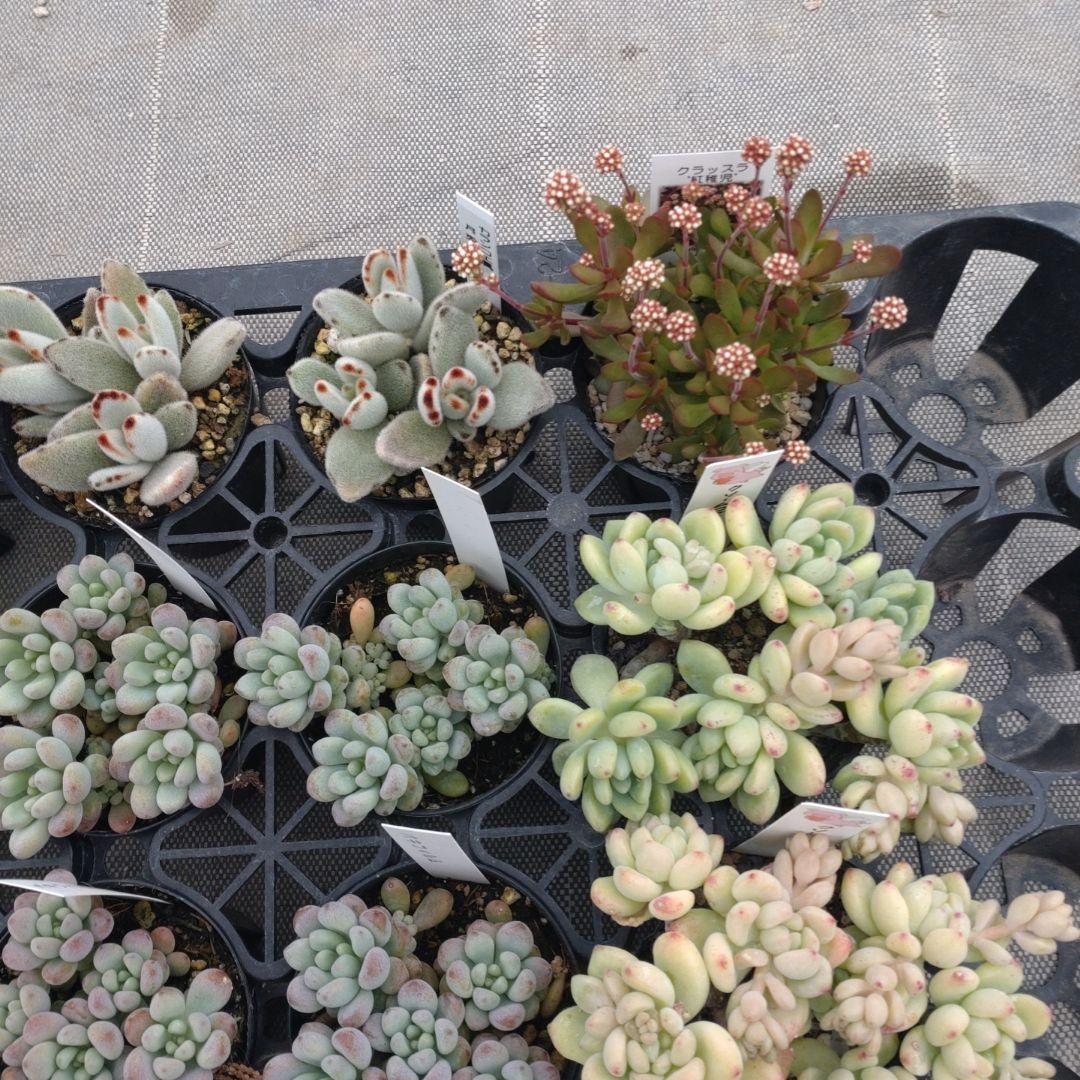 ちょらさん専用