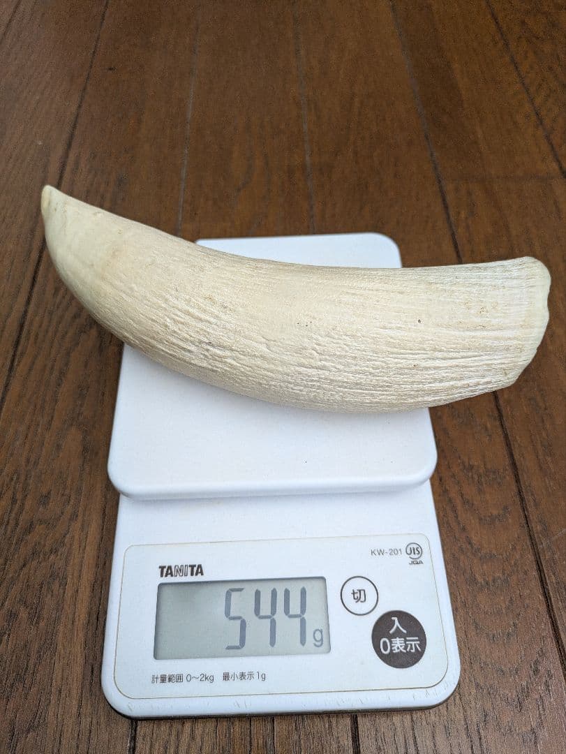 マッコウクジラの歯？