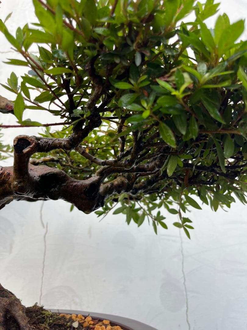 皐月 大盃(おおさかずき) 盆栽 素材 / 超極太幹