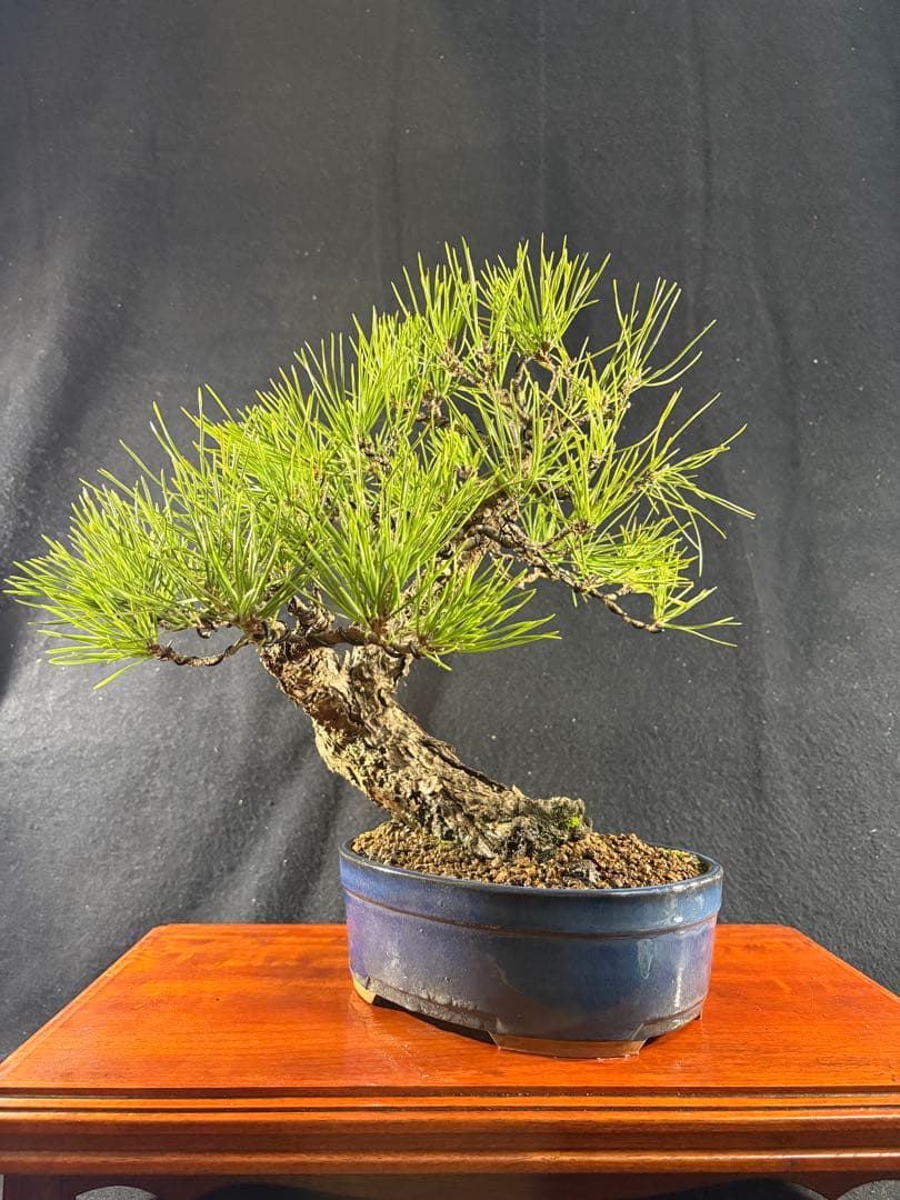 貴風盆栽、黒松、模様木(古木) やや傷や汚れあり