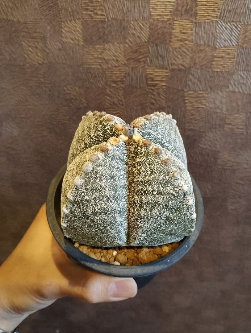 希少 アストロフィツム 肋骨 ゼブラ ランポー