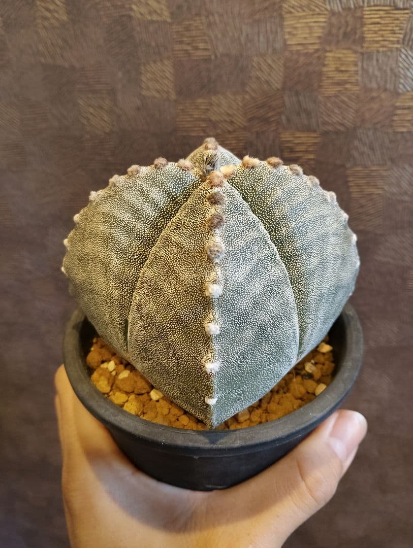 希少 アストロフィツム 肋骨 ゼブラ ランポー