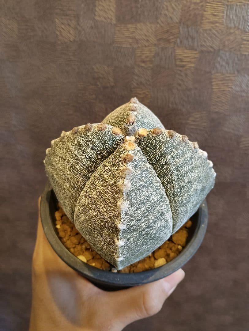 希少 アストロフィツム 肋骨 ゼブラ ランポー