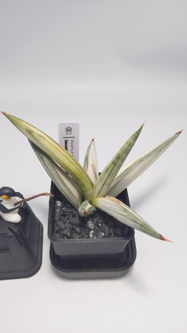 サンスベリア ベラ プラチナム ホワイト