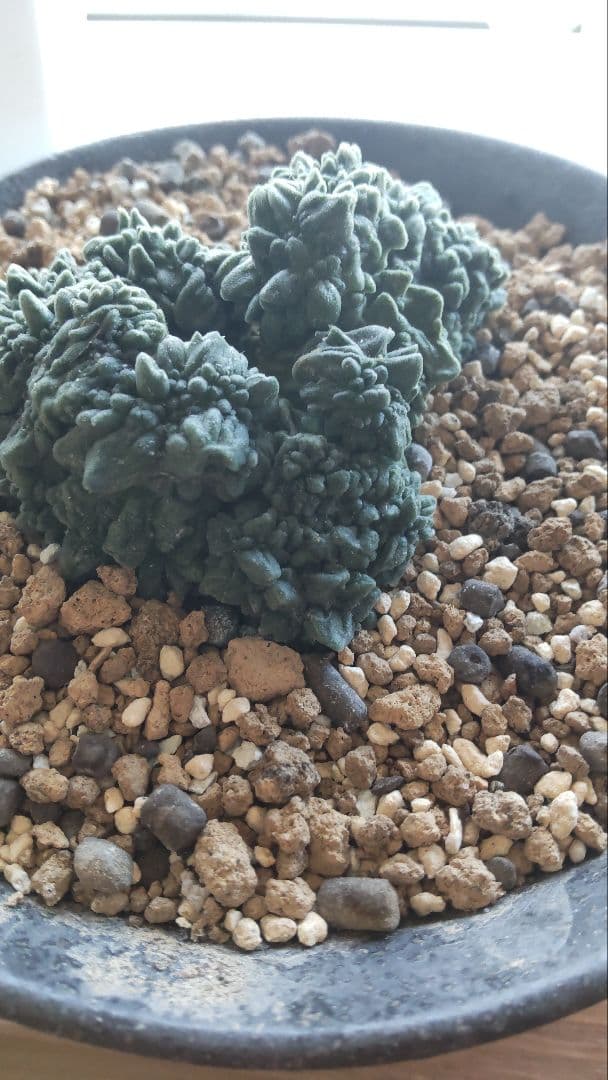 アリオカルプス 青磁モンスト 多肉植物