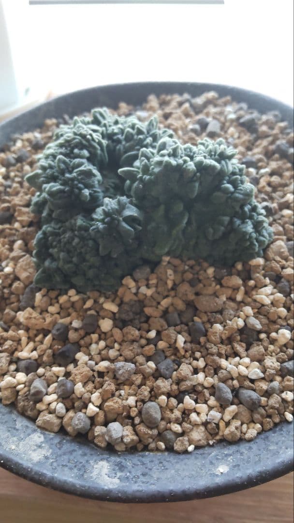 アリオカルプス 青磁モンスト 多肉植物