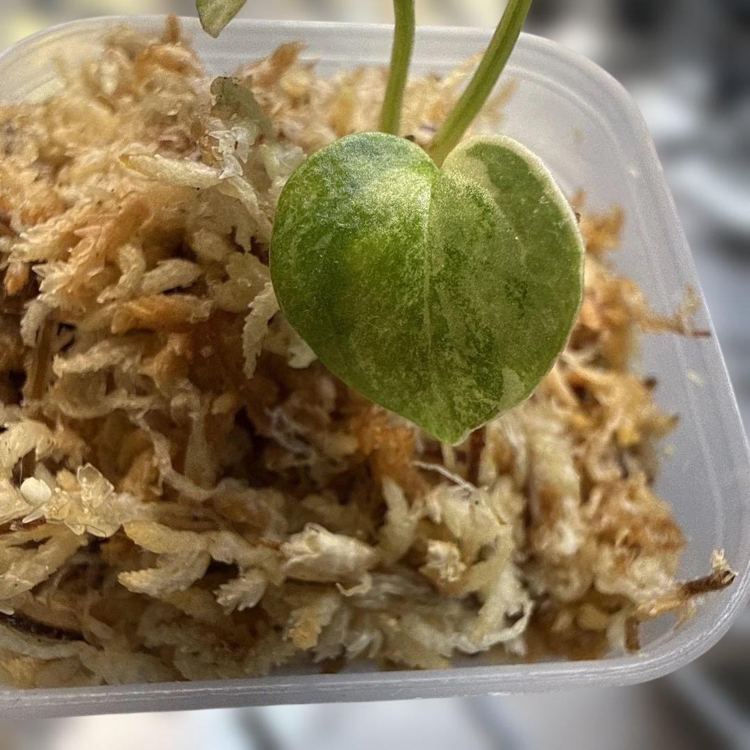 アンスリウム (papi×cry var)× michelle 斑入り