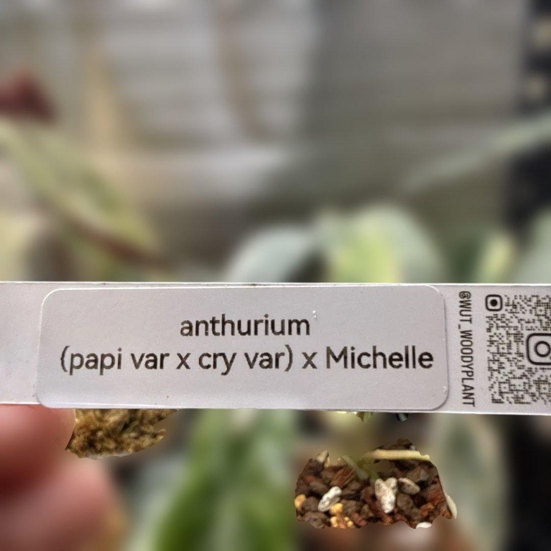 アンスリウム (papi×cry var)× michelle 斑入り
