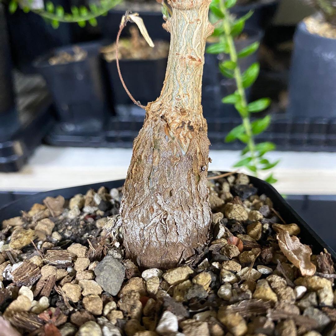 オペルクリカリア　ムルチジュガ　パワータンク　挿し木　パキプスより珍しい