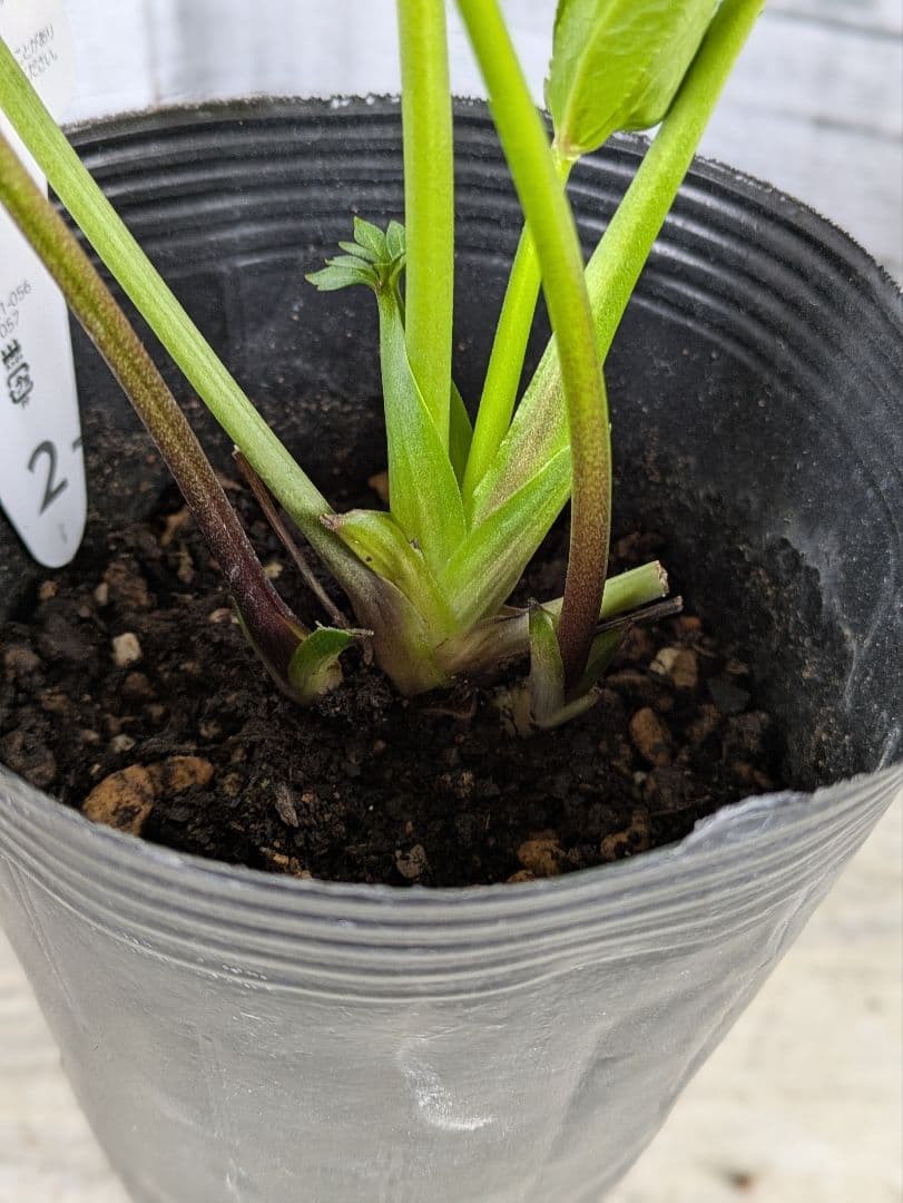 【現品・ポットまま発送】超希少　花付き　曽田園芸クリスマスローズ 利休⑤