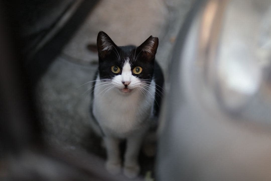 【中古】Canon EF85mm f1.8 USM レンズ