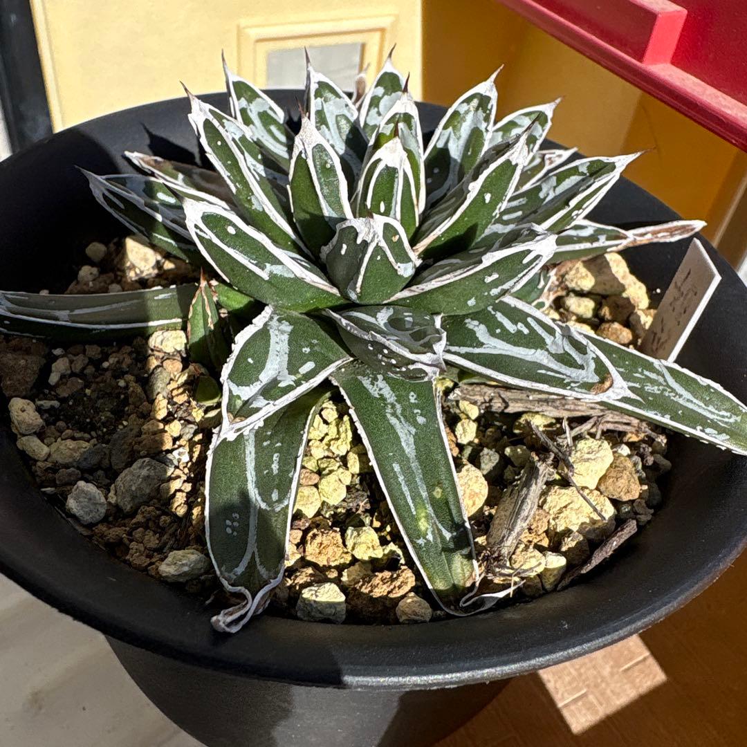 テ*ラ様 姫笹の雪　抜き苗　アガベ　株元に子株有