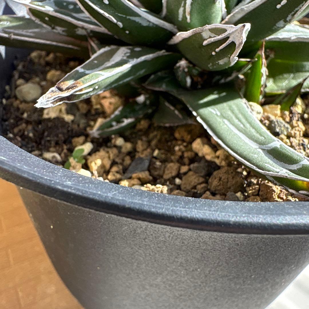 テ*ラ様 姫笹の雪　抜き苗　アガベ　株元に子株有