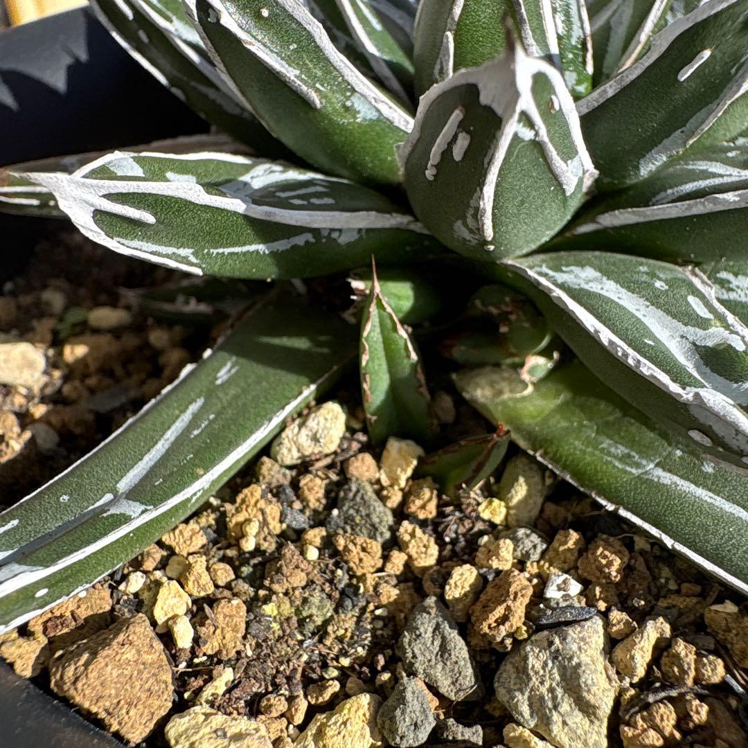 テ*ラ様 姫笹の雪　抜き苗　アガベ　株元に子株有