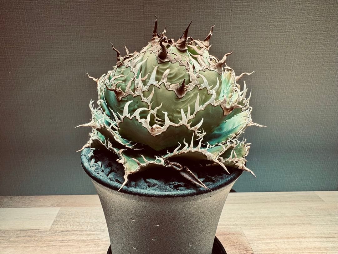 【大株】アガベ　チタノタ　フィリグリー　シャチさん専用