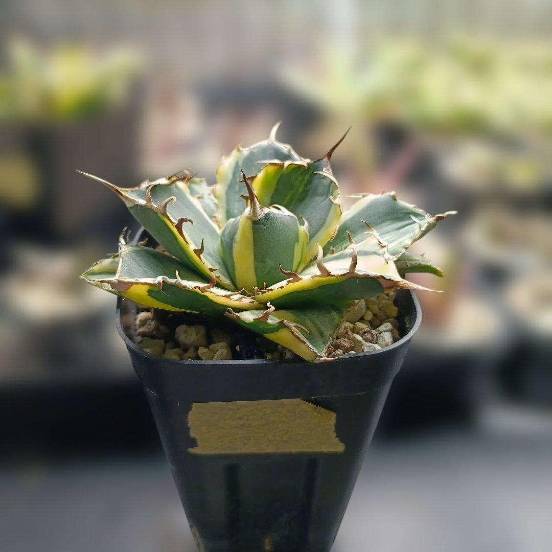 アガベ　チタノタ　白鯨　白鯨錦　縞斑