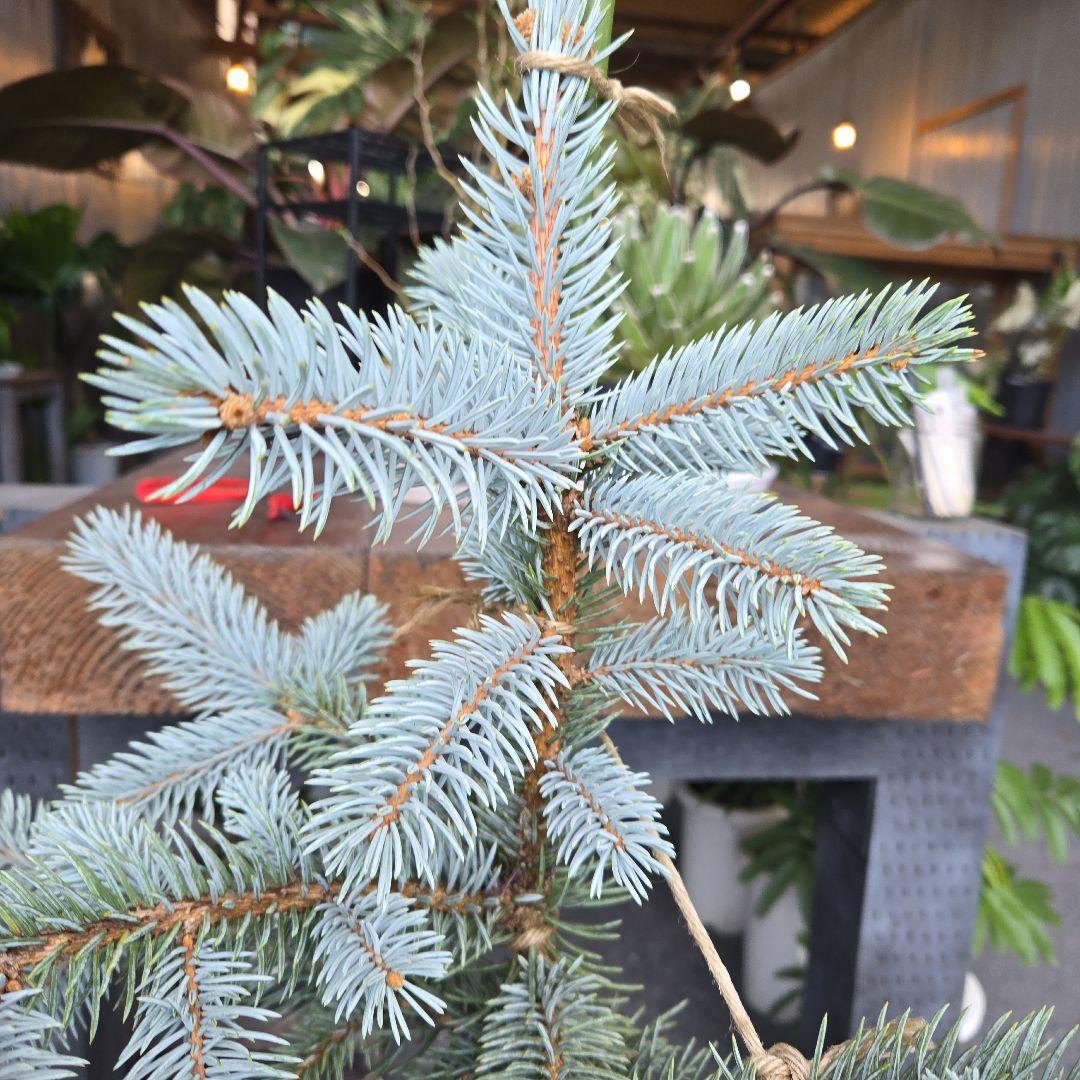 R⑱　ブンゲンス　トウヒ　ホプシー８号　最高等級極上品‼️