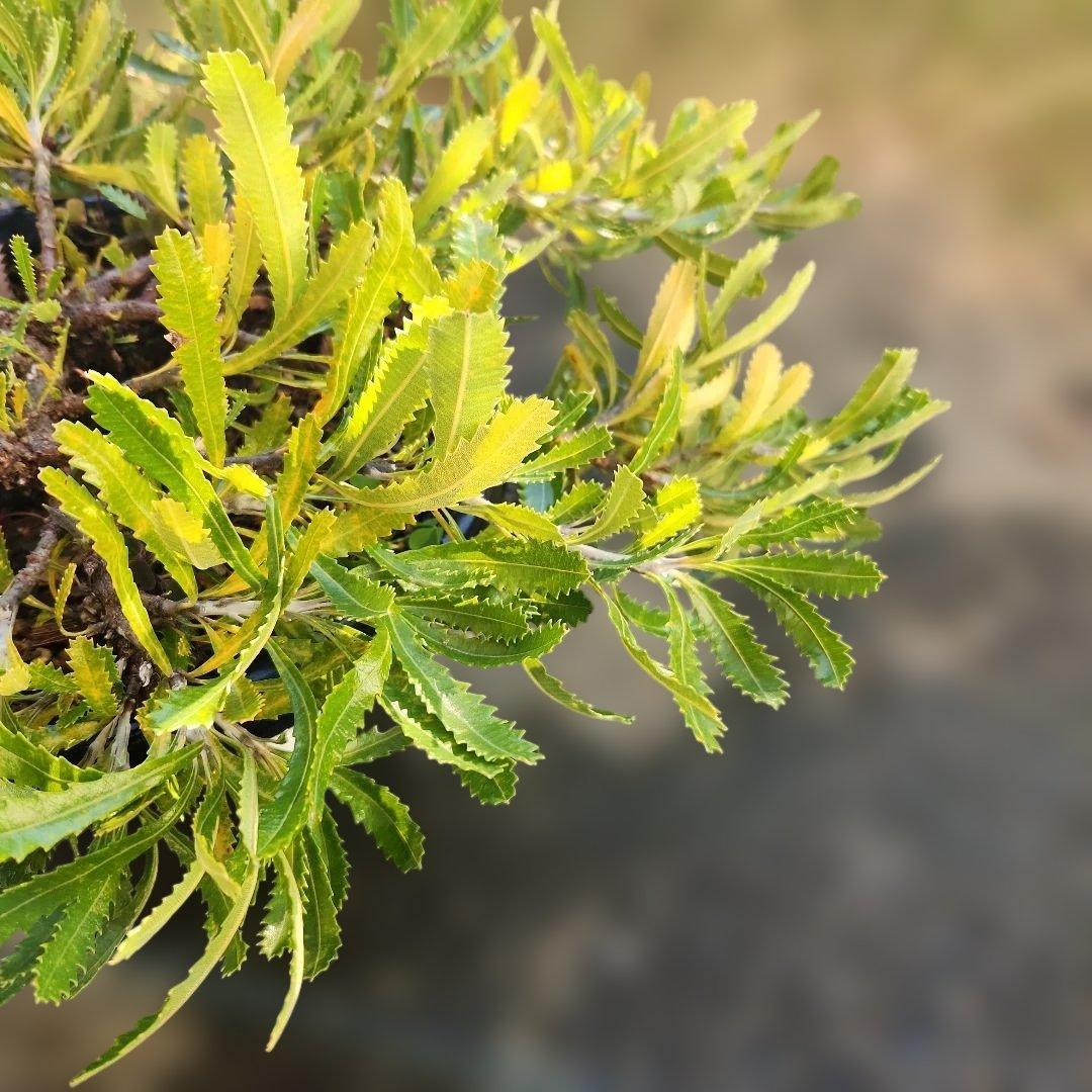 オージープランツ　バンクシア・ピグミーポッサム8号