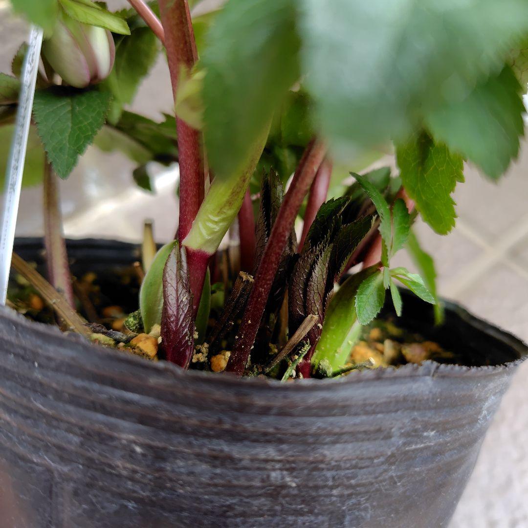 大木ナーサリー クリスマスローズ オキシ系バイカラー SS