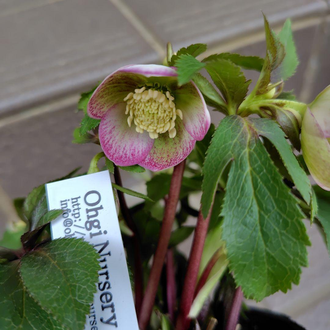 大木ナーサリー クリスマスローズ オキシ系バイカラー SS