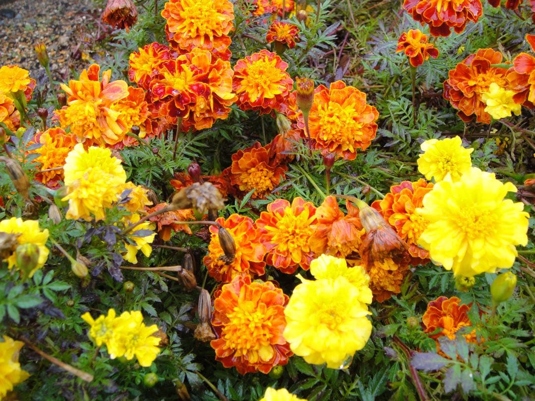 ☆動作OK SONY デジカメ DSC-T900 メモリースティック&電池付き