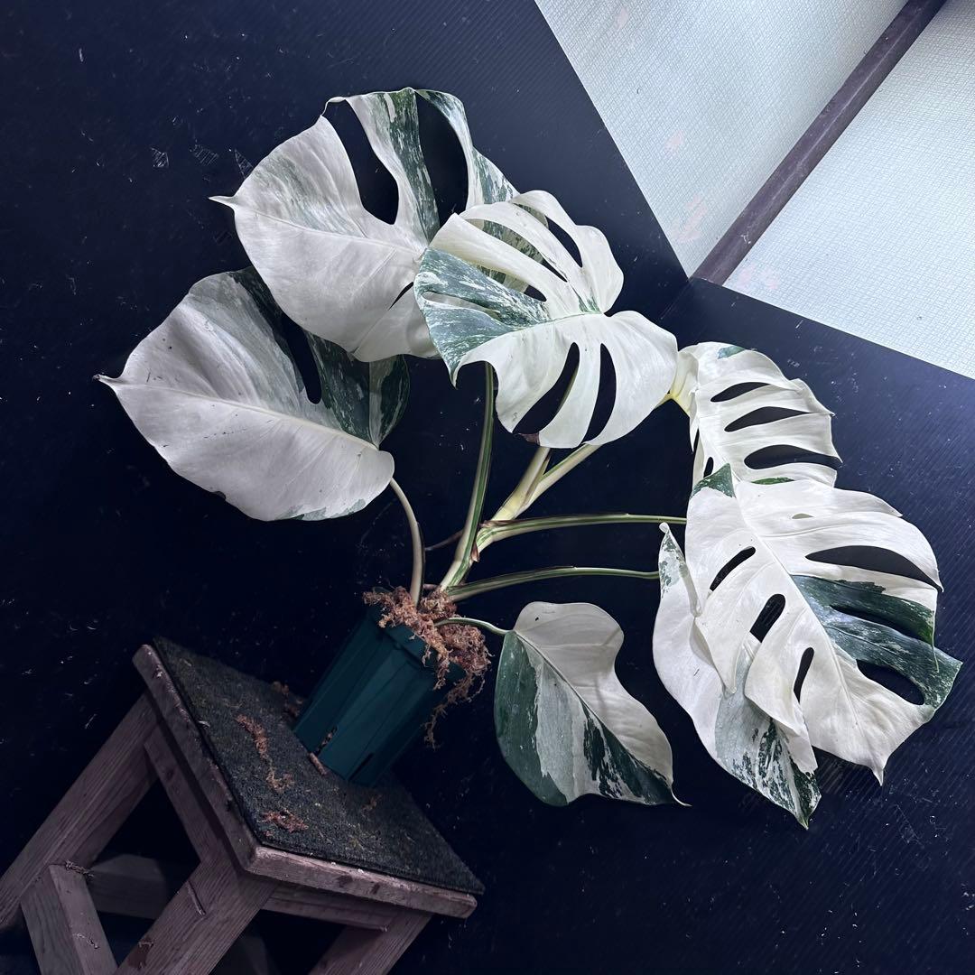 L*）様 斑入りモンステラ ホワイトタイガー極美大株66cm白斑多