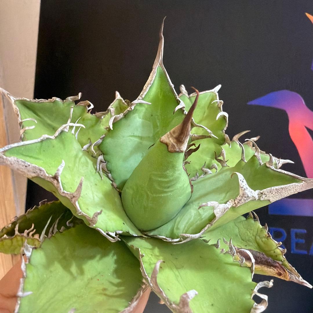 アガベ 黒姫　ハイブリッド