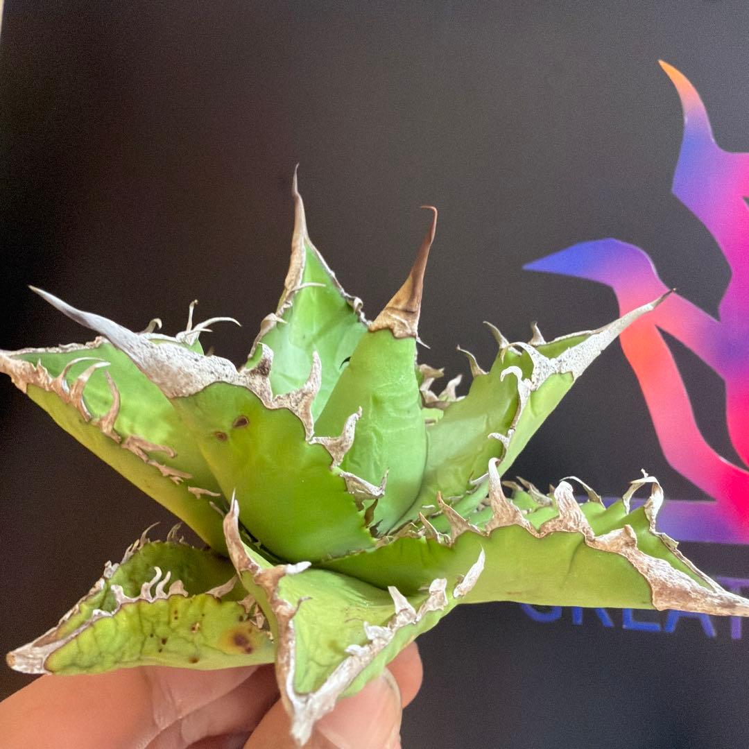 アガベ 黒姫　ハイブリッド