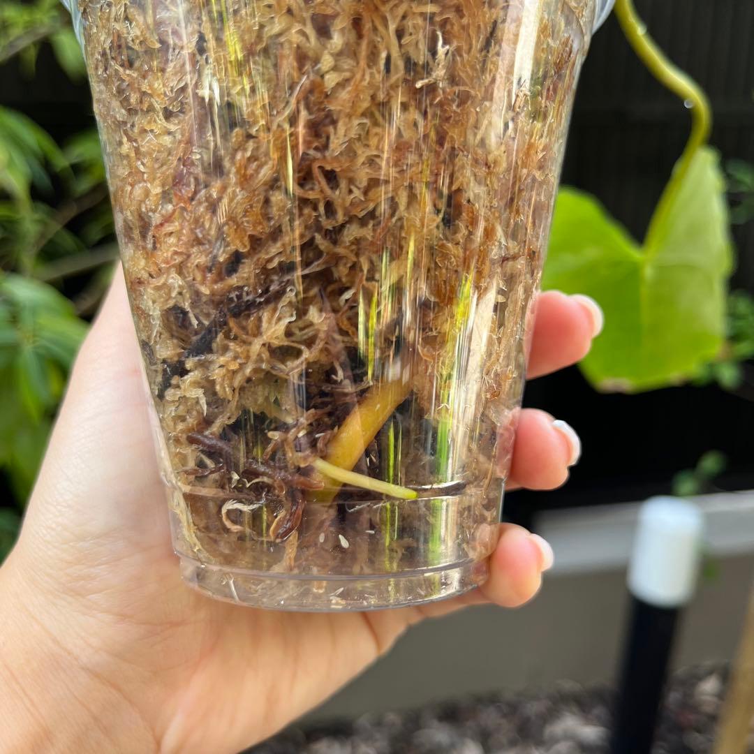 スミス　180 187 セット