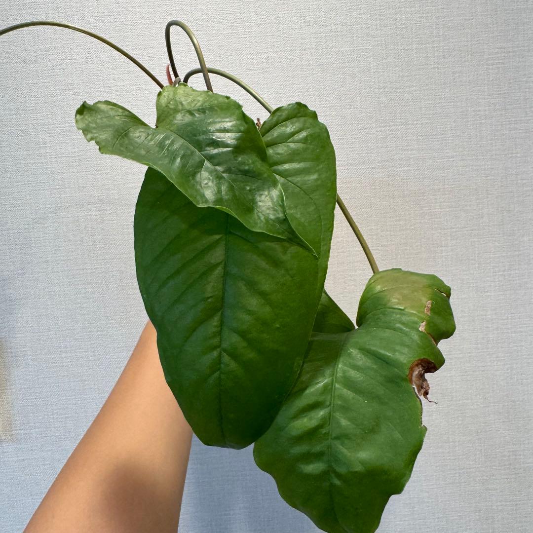 スミス　180 187 セット