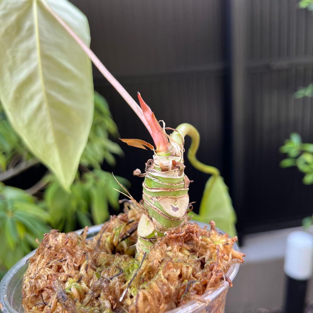 スミス　180 187 セット