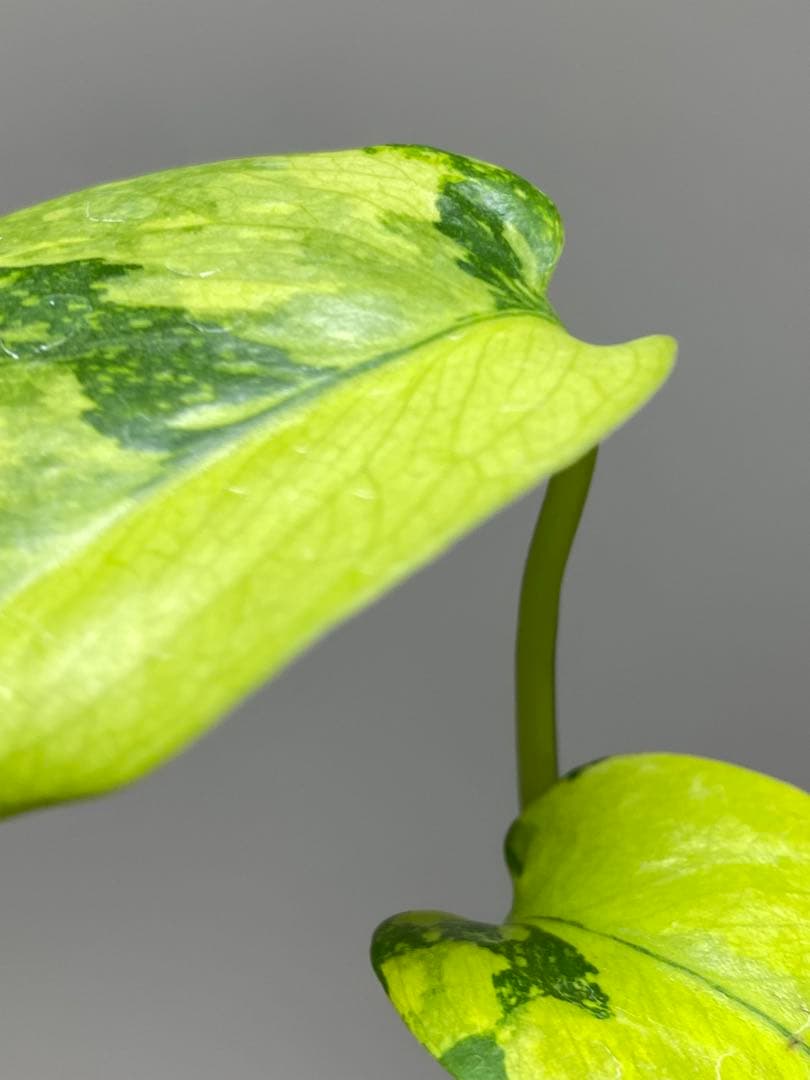 【超美株✨超希少‼️】モンステラ　エレクトロライト　斑入り　レア　人気　メルカリ便