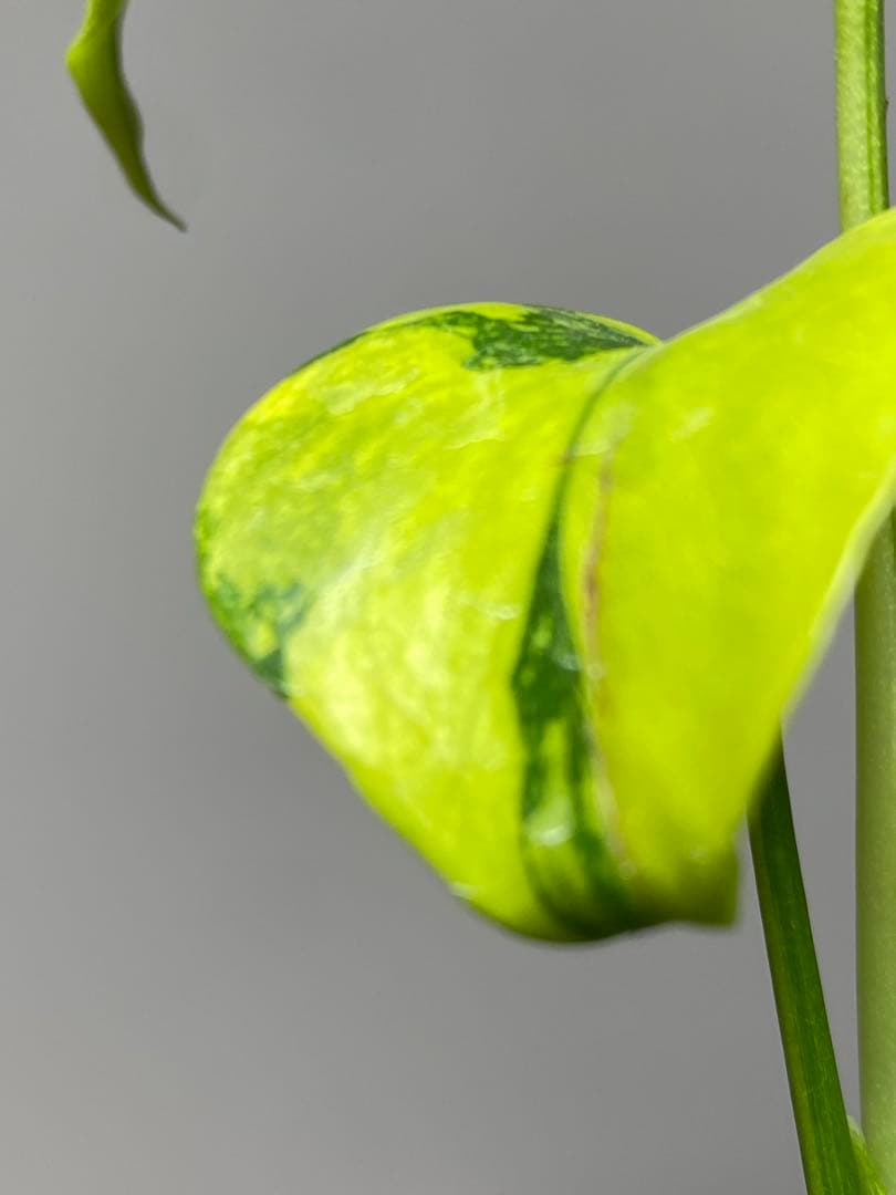 【超美株✨超希少‼️】モンステラ　エレクトロライト　斑入り　レア　人気　メルカリ便