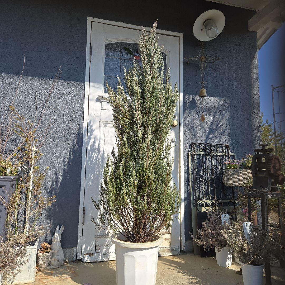 ⑭　コニファームーングロー　10号特大苗木最高等級　初売り‼️