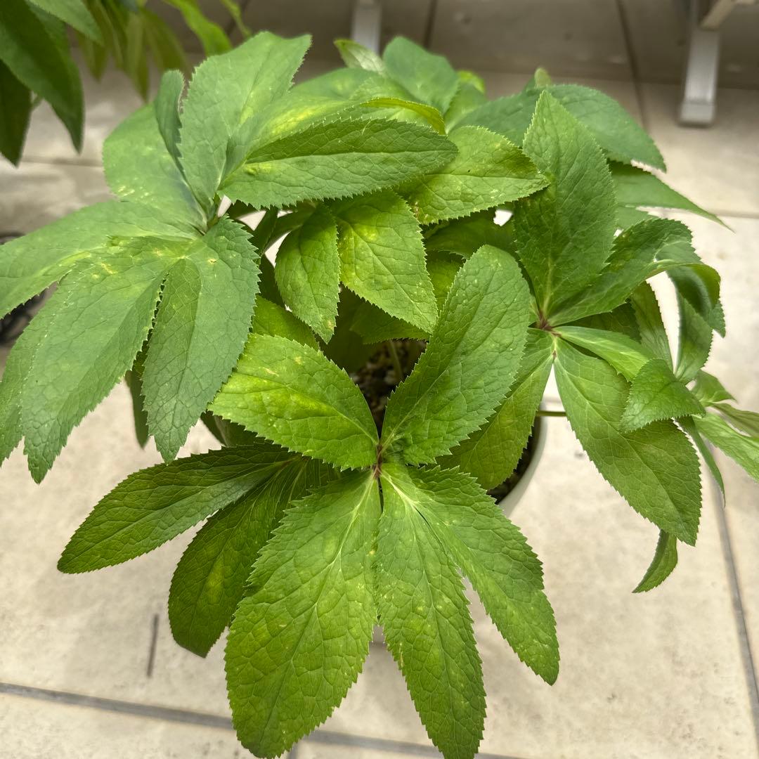 【専用出品です】クリスマスローズ