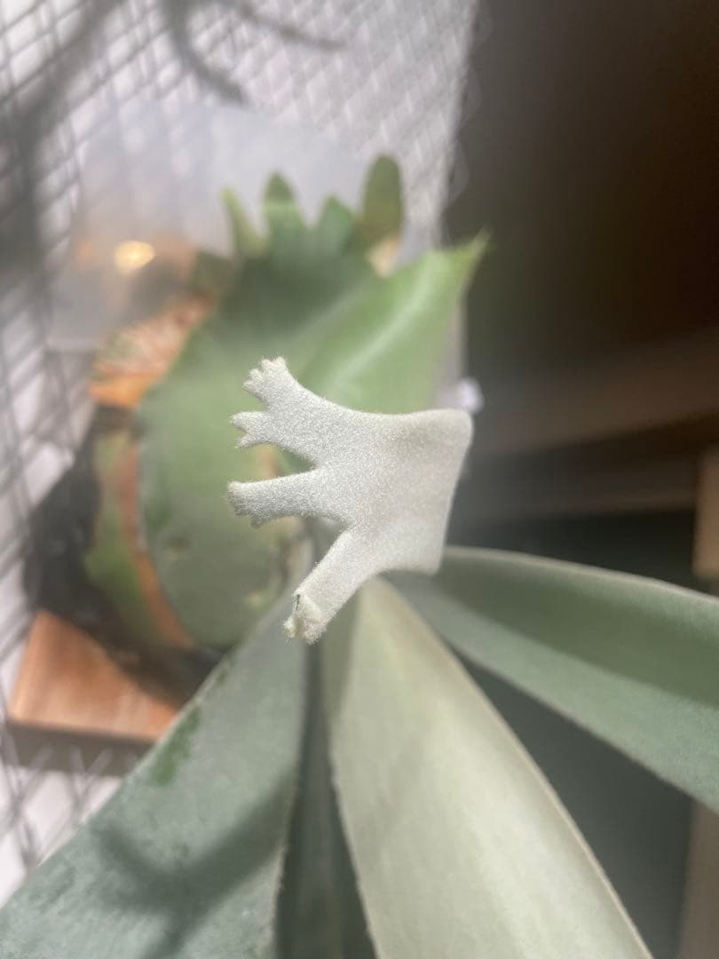 ビカクシダ　Yellow moon ×ccs MIXスポア　現物　ウィリンキー