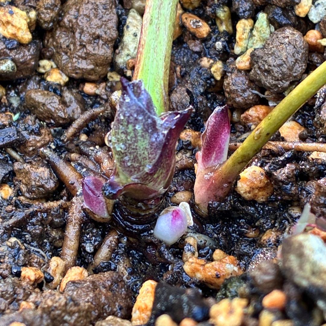 バ*カ様 ☘️逞しい株元☘️根充実❤️沢山新芽❤️3203⭐️極上⭐️【ダブル⭐