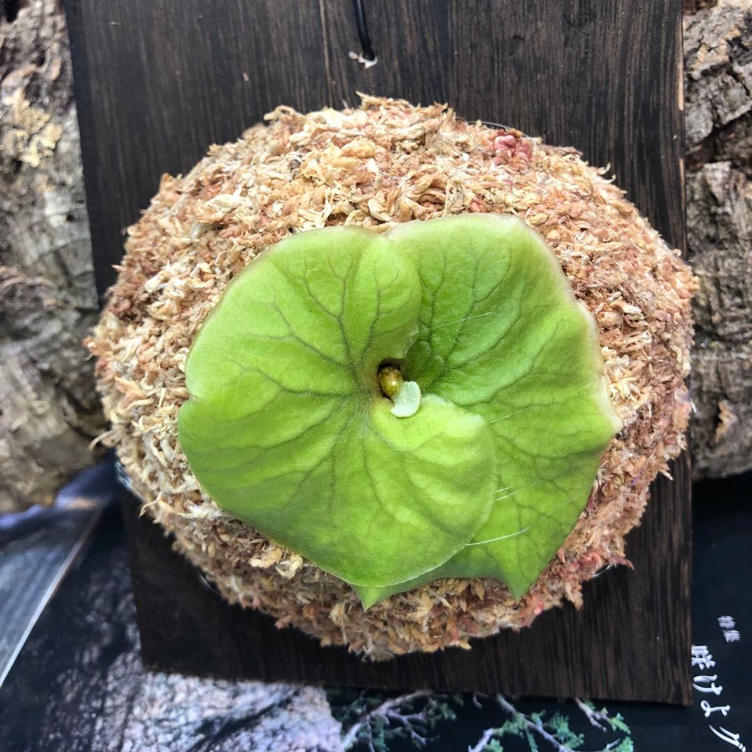 ビカクシダ リドレイ シルベリー マダガスカリエンセ 3株セット 板付け MRD