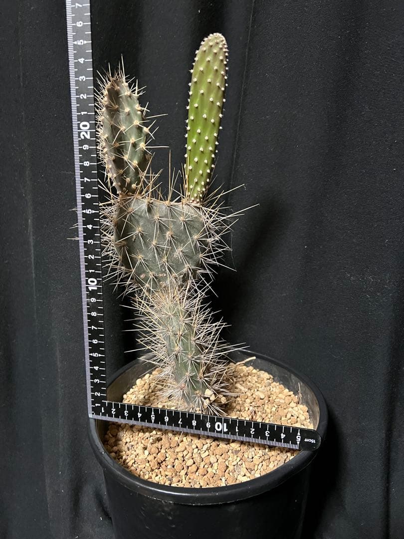 ガラパコス団扇サボテン