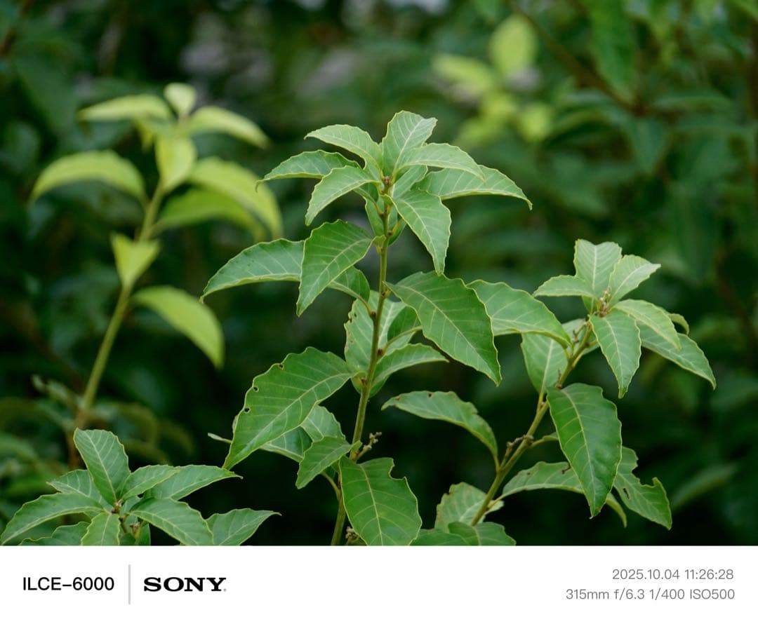 SONY α6000 E Full BOX 99% - レンズなし