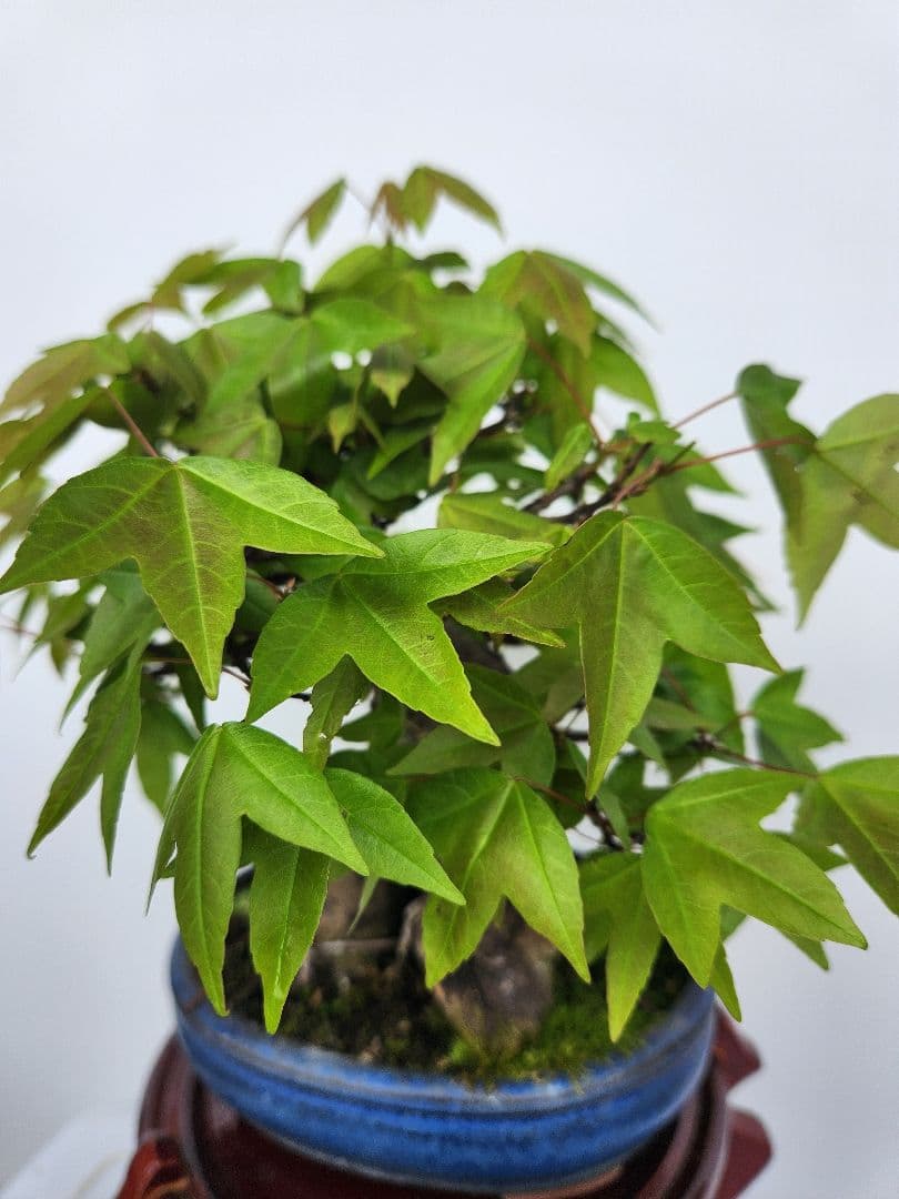 【お年玉価格】楓 カエデ 楓盆栽 カエデ盆栽 小品盆栽 極太幹