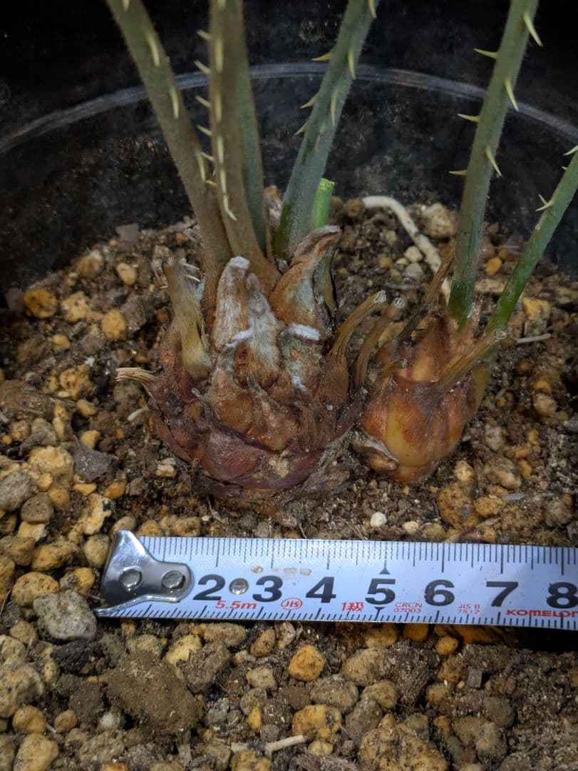 【激レア】 サイカス　カイルンシアナ　ダブルヘッド