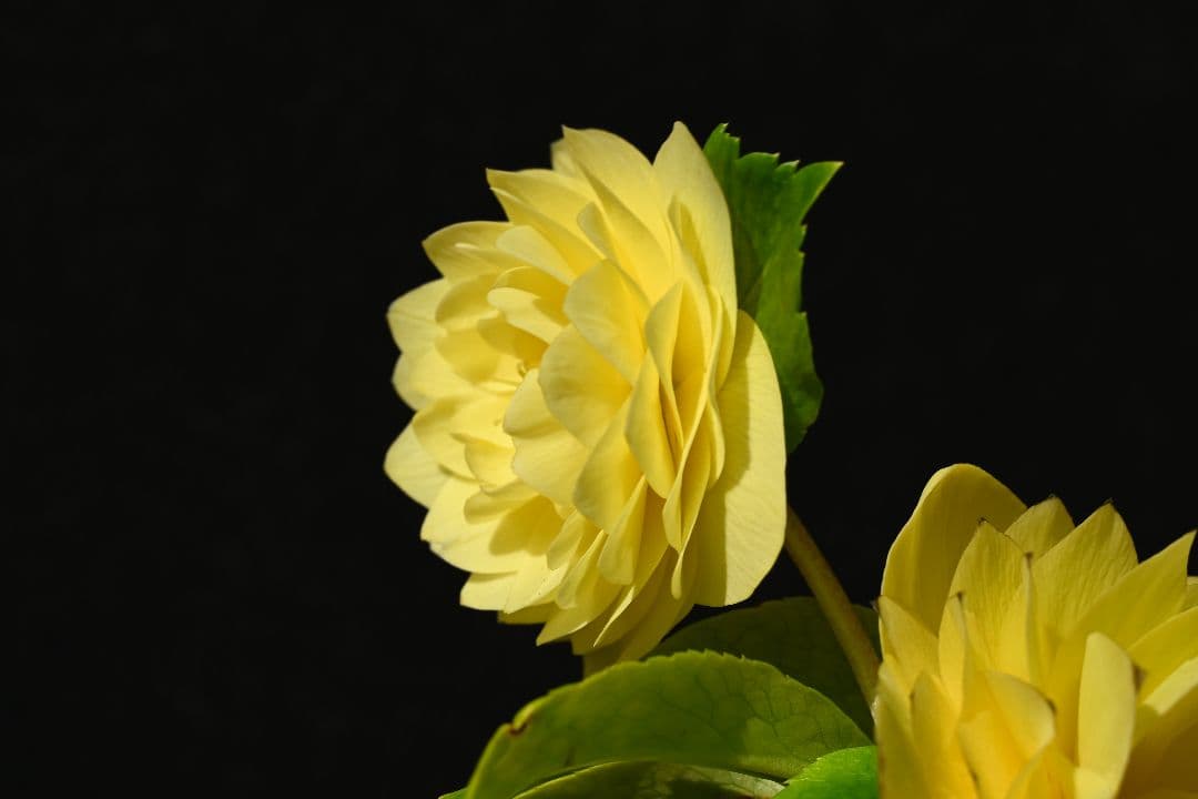 クリスマスローズ　認定アフロディーテゴールド　加藤農園