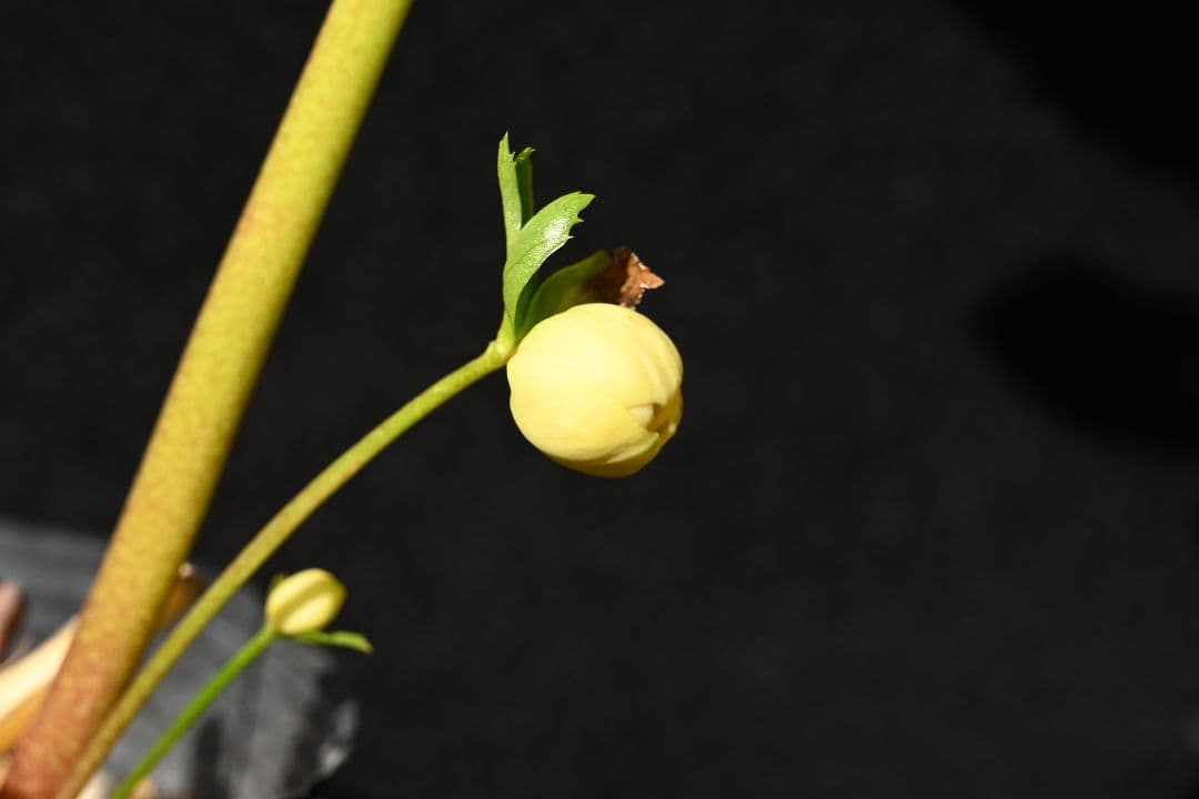 クリスマスローズ　認定アフロディーテゴールド　加藤農園