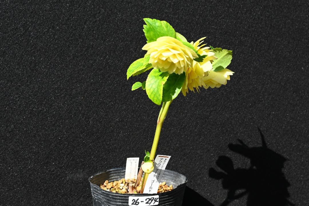 クリスマスローズ　認定アフロディーテゴールド　加藤農園