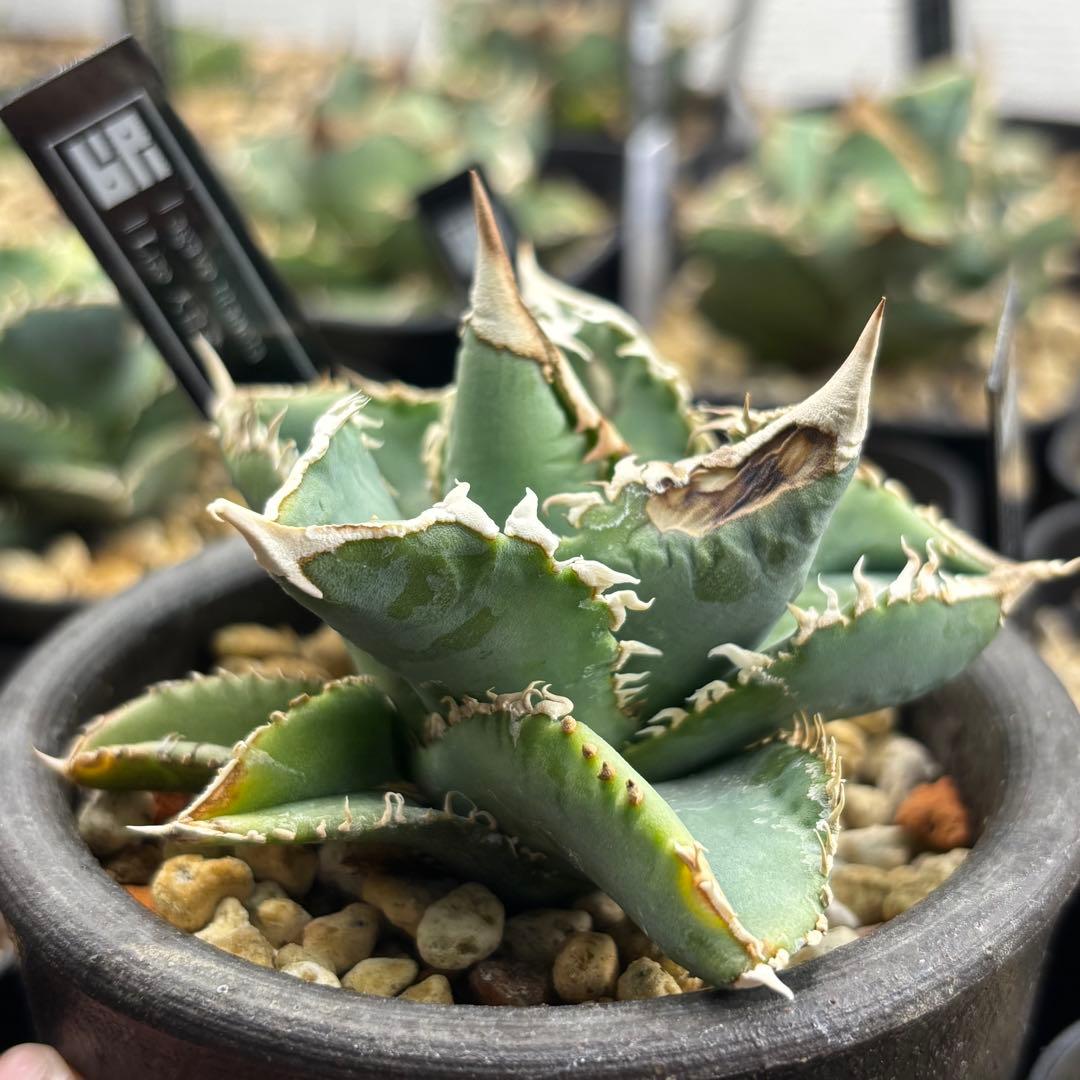 アガベ　大白鯊　子株　Lize血統